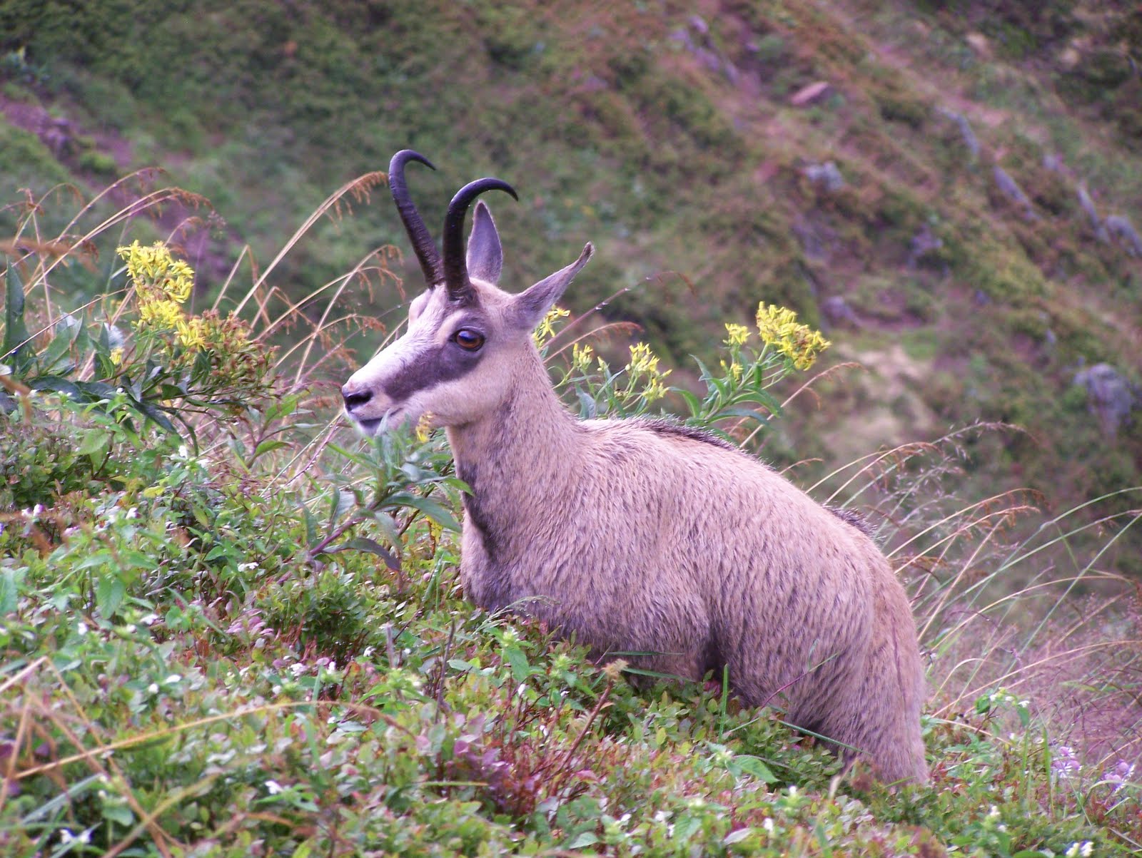sortie chamois la bresse vosges