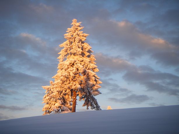 sorties nocturnes en raquettes dans les Vosges